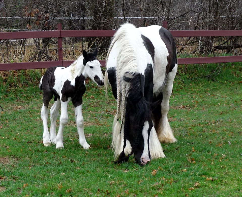 Feathered Gold - Gypsy Foal